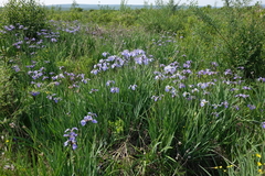 Iris setosa