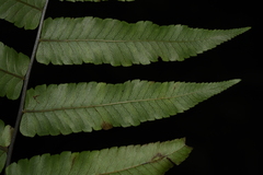 Diplazium esculentum