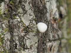 Bryoperdon acuminatum