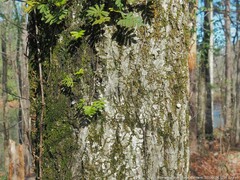 Bryoperdon acuminatum