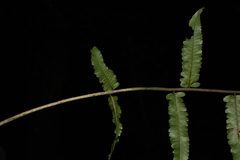 Diplazium esculentum