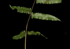 Diplazium esculentum
