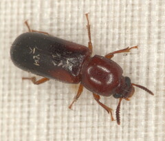 Corticeus