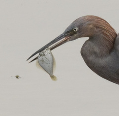 Citharichthys stigmaeus