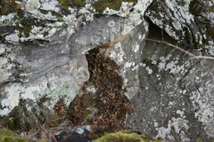 Heuchera missouriensis