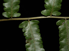 Diplazium esculentum