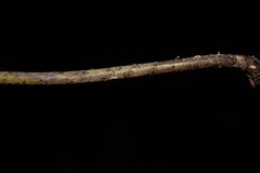 Diplazium esculentum