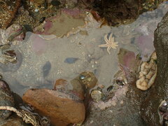 Buccinulum littorinoides