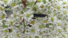 Conioselinum gmelinii