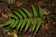 Pteris linearis