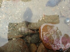 Buccinulum littorinoides