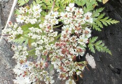Conioselinum gmelinii