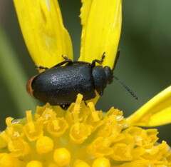 Gastrida abdominalis