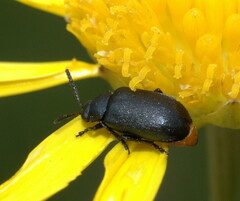 Gastrida abdominalis