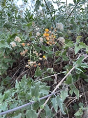 Bebbia atriplicifolia