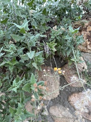 Bebbia atriplicifolia