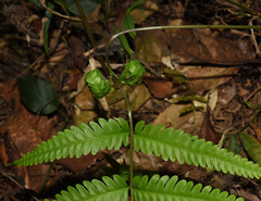 Pteris linearis