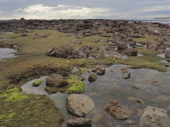 Buccinulum littorinoides