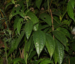 Urticaceae