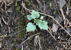 Ranunculus fascicularis