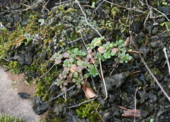 Sedum pulchellum