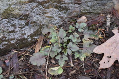 Geum