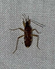 Ozophora picturata