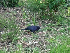 Corvus coronoides