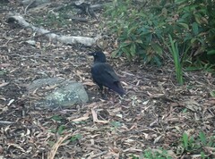 Corvus coronoides
