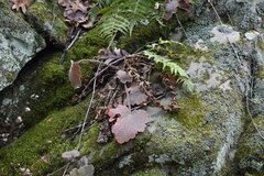 Heuchera missouriensis