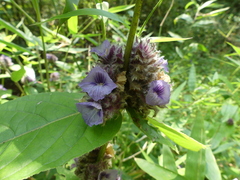 Neuracanthus sphaerostachyus