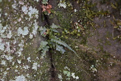Asplenium pinnatifidum