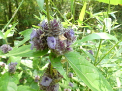 Neuracanthus sphaerostachyus