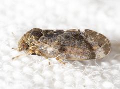 Pachypsylla celtidisvesicula