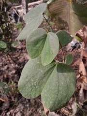 Bauhinia acuminata