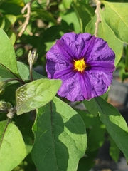 Lycianthes rantonnetii