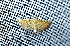 Salbia