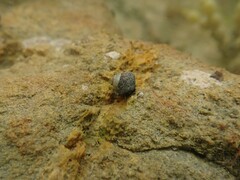 Micrelenchus huttonii