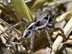 Artoriopsis