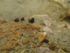 Micrelenchus huttonii