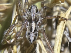 Artoriopsis