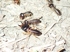 Macrotermes carbonarius