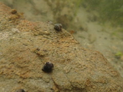 Micrelenchus huttonii