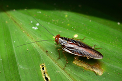 Euphyllodromia angustata