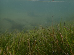 Micrelenchus huttonii