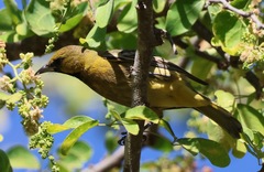 Icterus spurius