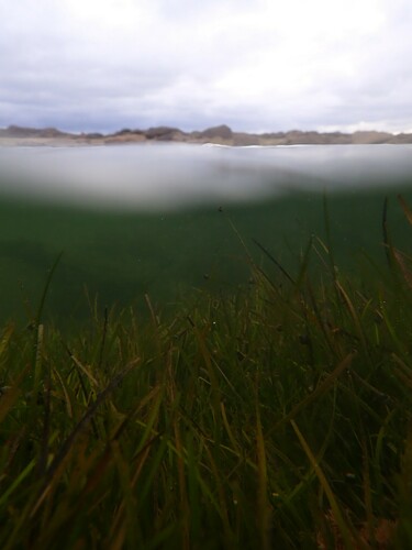 Mueller's Eelgrass (Zostera muelleri)