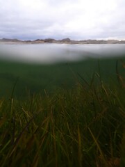 Mueller's Eelgrass (Zostera muelleri)