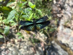 Rhyothemis plutonia