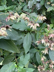 Trichodesma calycosum